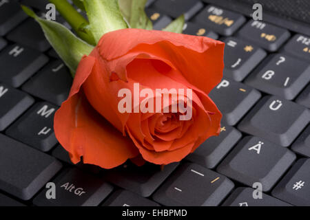 rote Rose auf einem Notebook-Computer-Tastatur Stockfoto