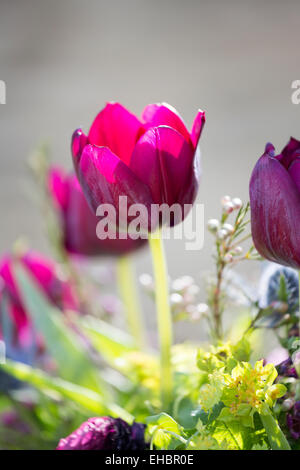 Violette Tulpen, Tulipa Passionale, in der Sonne. Stockfoto