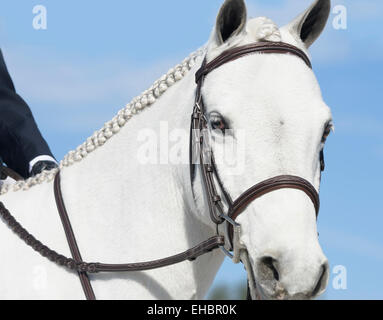 Pony mit Fahrer, Jugend-Springturnier Stockfoto