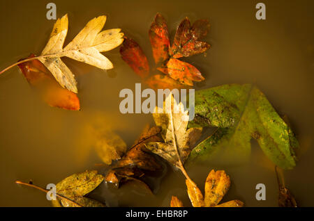 Vogelperspektive des bunten Herbstes Blätter in einer Pfütze, UK Stockfoto