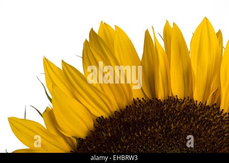 Sonnenblume auf weißem Hintergrund Stockfoto