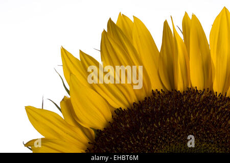 Sonnenblume auf weißem Hintergrund Stockfoto