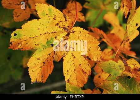 Ahorn, Acer campestris Stockfoto