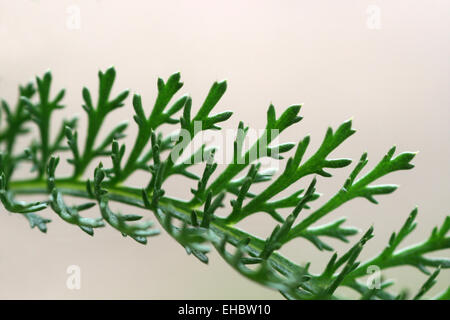 Schafgarbe Stockfoto