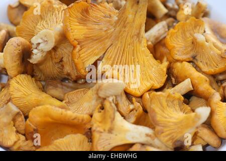 Pilze Stockfoto