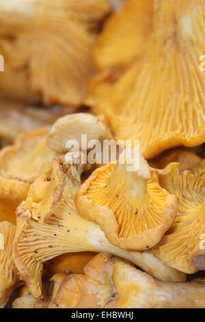 Pilze Stockfoto