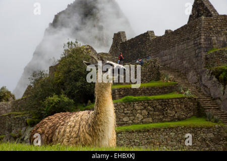 Lama, Machu Picchu, Cusco Region, Urubamba Provinz, Bezirk von Machu Picchu, Peru Stockfoto