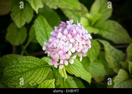 Rosa Hortensie Strauch, Frankreich, Europa Stockfoto