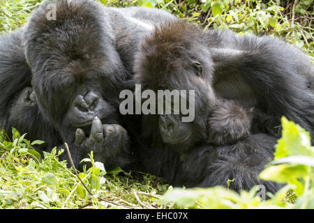 Gorillas-Familie im Regenwald von Biwindi Impenetable National Park, Uganda. . Stockfoto