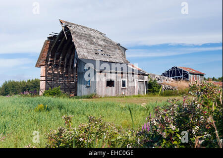 Ruinen eines alten verlassenen Scheune, Kamouraska Region, Provinz Quebec, Kanada. Stockfoto