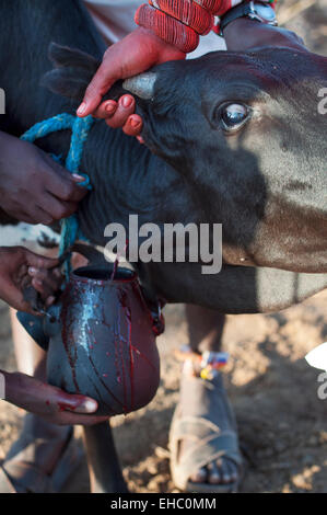 Ein schwarzer Stier mit der Halsschlagader geschnitten, Blut zu trinken bekommen bei einem Samburu Hochzeitszeremonie, Bogenschütze's Post-Bereich, Kenia Stockfoto