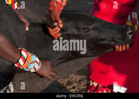 Einen schwarzen Stier, nachdem die Blutung gestoppt nach Bloof an der Halsschlagader, Bogenschütze's Post-Bereich, Kenia Stockfoto