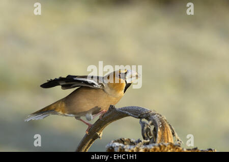 Kernbeißer Stockfoto