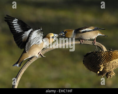 Kernbeißer Stockfoto