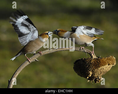 Kernbeißer Stockfoto