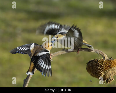 Kernbeißer Stockfoto