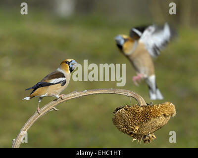 Kernbeißer Stockfoto