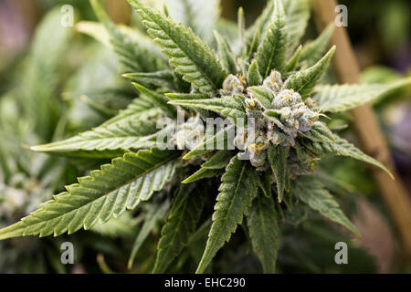 Eine Nahaufnahme einer Marihuana-Pflanze in einem Zuchtraum in Oregon. Die THC beschichtet Blüten sind sichtbar. Stockfoto