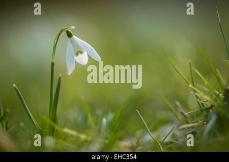 Gemeinsame Schneeglöckchen Blume Gegenlicht sieht aus wie eine Glühbirne oder eine Lampe. Stockfoto