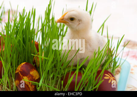 Huhn und bemalte Ostereier in frischen grünen Rasen Stockfoto