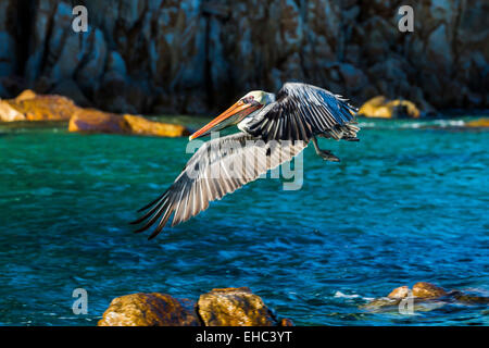 Eine braune Pelikan im Flug entlang der Halbinsel von Lands End in Cabo San Lucas, Mexiko Stockfoto