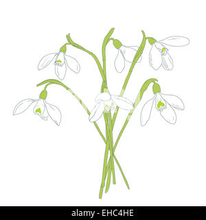 Schneeglöckchen im Frühjahr Bouquet. Handgezeichnete Vektor-illustration Stockfoto