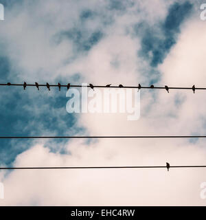 Vögel auf Linie Netzkabel gegen blauen Himmel mit Wolken Hintergrund Vintage retro Instagram filter Stockfoto