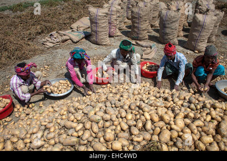 Bangladesch. 11. März 2015. Bauern Kartoffel vom Acker zu sammeln. Kartoffeln liefern wichtige Elemente in der Ernährung von Menschen aus Bangladesch als eine Quelle von Vitamin C und Kohlenhydrate. Kartoffeln sind nun die drittwichtigste Nahrungsmitteleinzelteil im Land mit 8,5 Millionen Tonnen Jahresproduktion. Bildnachweis: Zakir Hossain Chowdhury Zakir/Alamy Live-Nachrichten Stockfoto