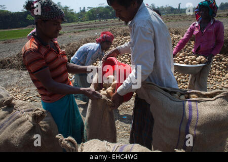 Bangladesch. 11. März 2015. Bauern Kartoffel vom Acker zu sammeln. Kartoffeln liefern wichtige Elemente in der Ernährung von Menschen aus Bangladesch als eine Quelle von Vitamin C und Kohlenhydrate. Kartoffeln sind nun die drittwichtigste Nahrungsmitteleinzelteil im Land mit 8,5 Millionen Tonnen Jahresproduktion. Bildnachweis: Zakir Hossain Chowdhury Zakir/Alamy Live-Nachrichten Stockfoto