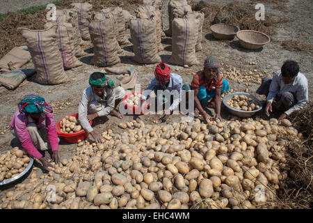 Bangladesch. 11. März 2015. Bauern Kartoffel vom Acker zu sammeln. Kartoffeln liefern wichtige Elemente in der Ernährung von Menschen aus Bangladesch als eine Quelle von Vitamin C und Kohlenhydrate. Kartoffeln sind nun die drittwichtigste Nahrungsmitteleinzelteil im Land mit 8,5 Millionen Tonnen Jahresproduktion. Bildnachweis: Zakir Hossain Chowdhury Zakir/Alamy Live-Nachrichten Stockfoto