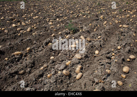 Bangladesch. 11. März 2015. Bauern Kartoffel vom Acker zu sammeln. Kartoffeln liefern wichtige Elemente in der Ernährung von Menschen aus Bangladesch als eine Quelle von Vitamin C und Kohlenhydrate. Kartoffeln sind nun die drittwichtigste Nahrungsmitteleinzelteil im Land mit 8,5 Millionen Tonnen Jahresproduktion. Bildnachweis: Zakir Hossain Chowdhury Zakir/Alamy Live-Nachrichten Stockfoto