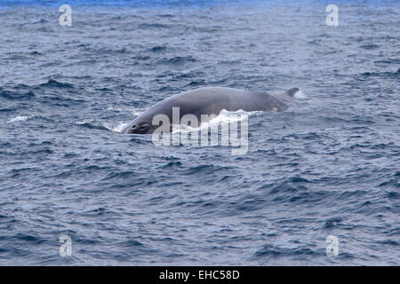 Finnwal in der Antarktis taucht auf und zeigt seine Rückenflosse. (Balaenoptera Physalus) Stockfoto