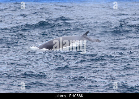 Finnwal in der Antarktis taucht auf und zeigt seine Rückenflosse. (Balaenoptera Physalus) Stockfoto