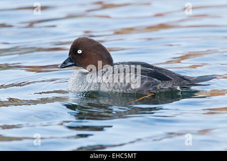 Gemeinsamen Goldeneye (Bucephala Clangula) erwachsenes Weibchen schwimmen auf dem Wasser in Norfolk, England, Vereinigtes Königreich, Europa Stockfoto