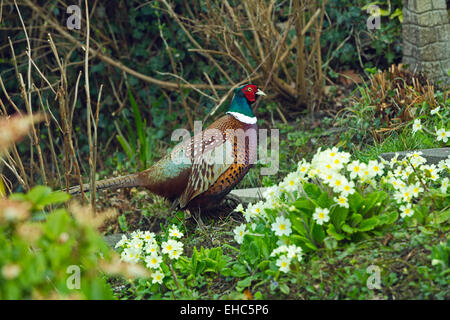 Bunte männliche Fasan flaniert durch einen englischen Garten unter Primeln im Frühling in Braunton North Devon England UK Stockfoto