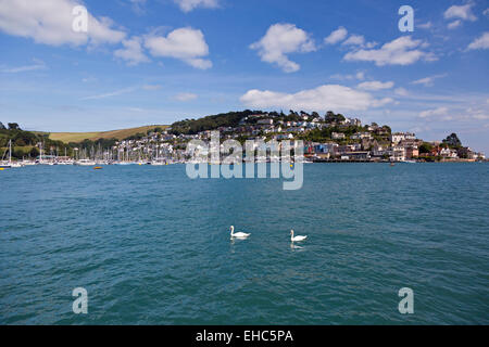 Kingswear aus Dartmouth, South Hams, Devon, Südwestengland, UK, zwei Schwäne, schwimmen auf dem Fluss Dart im Vordergrund Stockfoto