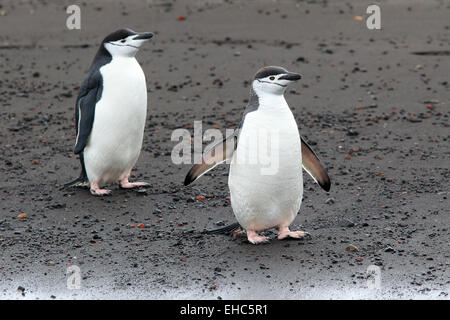 Antarktis pinguin Deception Island, Pinguine, Antarktis. Kinnriemen Pinguine (Pygoscelis antarctica) Stockfoto