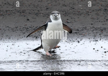 Antarktis pinguin Deception Island, Pinguine, Antarktis. Kinnriemen Pinguine (Pygoscelis antarctica) Stockfoto