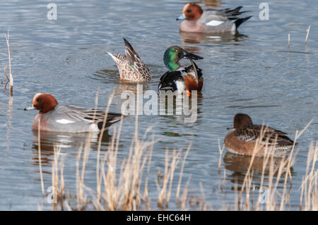 Pfeifente, Anas Penelope teilen einen See mit einer Löffelente Ente, Anas Clypeata, im Naturreservat Staveley, Yorkshire, England Stockfoto