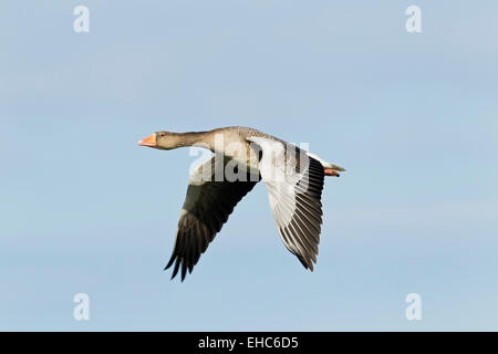 Graugans oder Graylag Gans (Anser Anser) Erwachsene im Flug, Cley, Norfolk, England, Vereinigtes Königreich Stockfoto