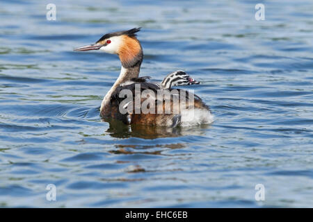 Great Crested Grebe (Podiceps Cristatus) Erwachsenen und Küken schwimmen auf Wasser, Norfolk, England, Vereinigtes Königreich Stockfoto