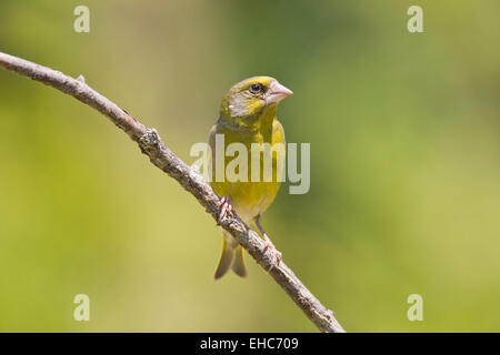 Europäischen Grünfink (Zuchtjahr Chloris) Männchen thront auf Zweig, Bulgarien, Europa Stockfoto