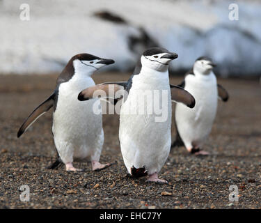 Antarktis-Kinnriemen Pinguin, Pinguine, Antarktis. Pinguine Zügelpinguinen (Pygoscelis Antarctica) Stockfoto