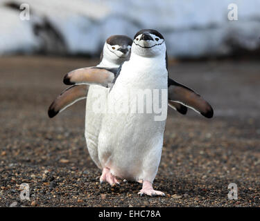 Antarktis Pinguine, Zügelpinguin, Pinguine wandern Antarktis. (Pygoscelis antarctica) Stockfoto