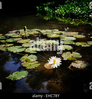 weiße Lotusblüte im Teich Stockfoto