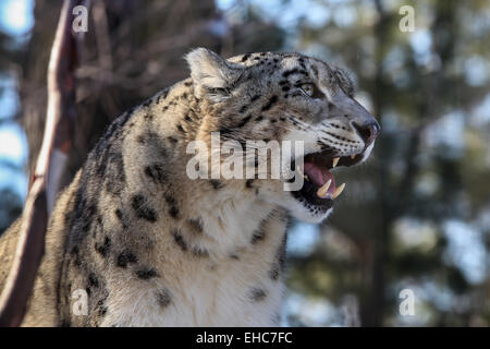Schneeleopard (Panthera Uncia) männlich mit Zunge, gefangen. Stockfoto