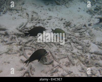 Zwei Augen-Streifen Doktorfisch (Acanthurus Nigricauda) und eine gefütterte Doktorfisch schwimmen an einem Korallenriff auf den Malediven Stockfoto