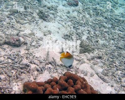 Threadfin Butterflyfish auf ein Korallenriff auf den Malediven Stockfoto