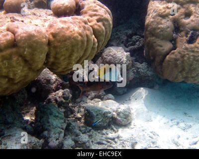 Threadfin Butterflyfish, halten Sabretooth Blenny und ein Blotcheye Soldierfish an einem Korallenriff auf den Malediven Stockfoto