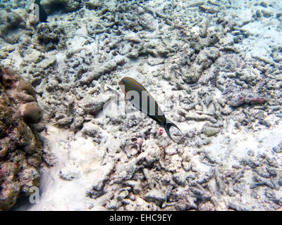 Gefütterte Doktorfisch schwimmen auf ein Riff auf den Malediven Stockfoto